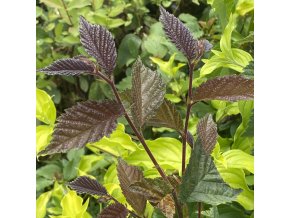 Ulmus glabra 'Purpurea' - jilm drsný