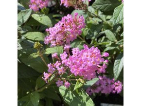 Buddleja davidii 'Little Pink' ® - komule Davidova