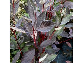 Cornus alba 'Nightfall' - svída bílá