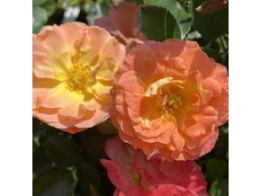 Rosa 'Peach Drift'® - růže půdopokryvná