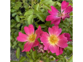 Rosa 'Pink Drift'® - růže půdopokryvná
