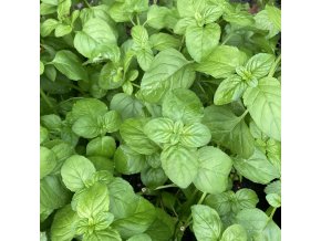 Mentha gracilis 'Ginger' - máta zázvorová