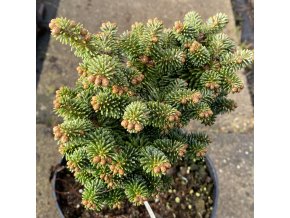 Abies balsamea 'WB2' - jedle balsámova