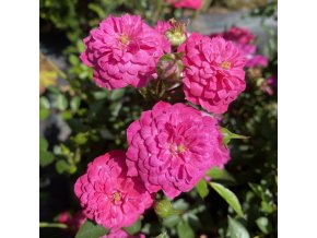 Rosa 'Purple Rain' - růže půdopokryvná