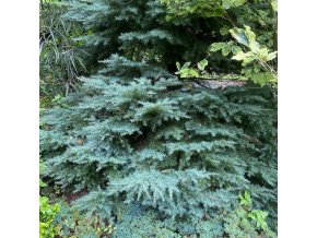 Tsuga mertensiana 'Glauca' - jedlovec Mertensův
