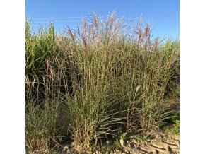Miscanthus sinensis 'Flamingo' - ozdobnice, čínský rákos