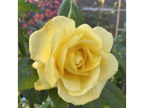 Rosa 'Goldregen' - růže PNOUCÍ