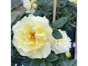 Rosa 'Goldregen' - růže PNOUCÍ