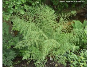 dryopterisfilixmasLinearisPolydactylon