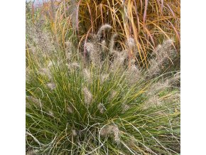 Pennisetum alopecuroides 'Peppa Pig' - dochan / vousatec psárkovitý