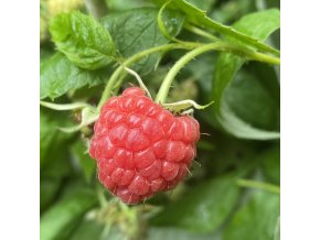 Rubus idaeus 'Delniwa' - maliník velkoplodý