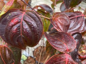 Cornus kousa 'Sternenhimmel'
