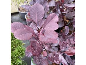 Cotinus coggygria 'Winecraft Black' - ruj vlasatá