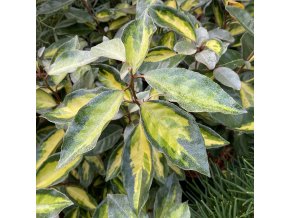 Elaeagnus × ebbingei 'Limelight' - hlošina Ebbingeova