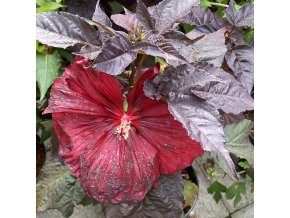 Hibiscus moscheutos SUMMERIFIC 'Holy Grail'- ibišek bahenní