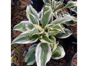 Hosta 'Firn Line' - bohyška