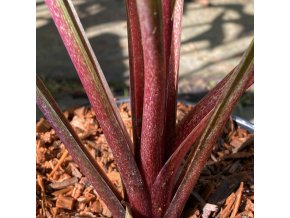 Hosta 'First Blush'- bohyška