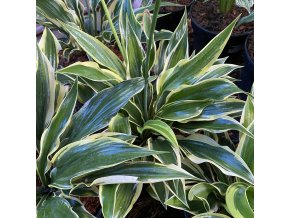 Hosta 'Lakeside Dragonfly' - bohyška