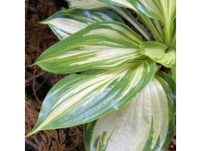 Hosta 'Lakeside Paisley Print' - bohyška