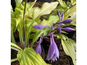 Hosta 'Lipstick Blonde' - bohyška