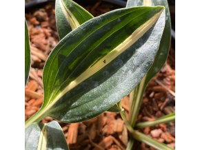 Hosta 'Little Treasure' - bohyška
