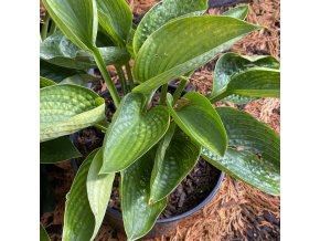 Hosta 'Love Pat'- bohyška