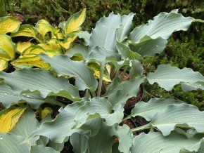 Hosta 'Skywriter' - bohyška