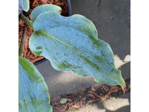 Hosta 'Skywriter' - bohyška