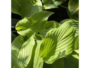Hosta 'T-Rex' - bohyška
