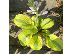 Hosta 'Velvet Moon' - bohyška
