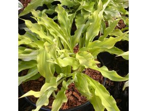 Hosta 'Wiggles and Squiggles' - bohyška