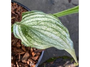 Hosta 'Zebra Stripes' - bohyška