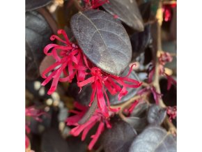 Loropetalum chinense 'Black Pearl' - vilín čínský