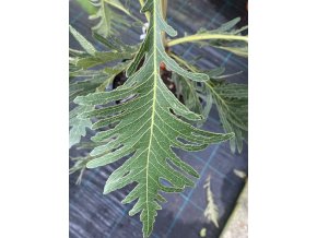 Quercus dentata 'Pinnatifida' - dub zubatý