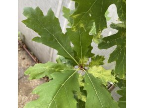 Quercus rubra 'Boltes Gold' - dub červený