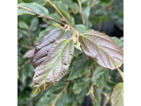 Sycoparrotia semidecidua 'Purple Haze' - sycoparotia