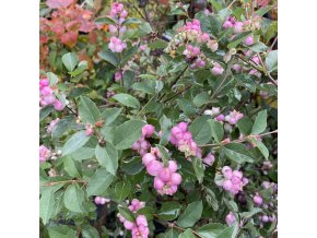 Symphoricarpos 'Magical Candy' - pámelník