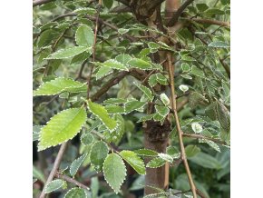 Ulmus parvifolia 'Geisha' kmínek - jilm čínský