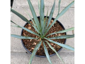 Yucca rostrata - juka stromová