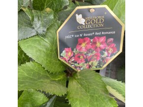 Helleborus hybr. 'Ice N´ Roses Red Romance' - čemeřice