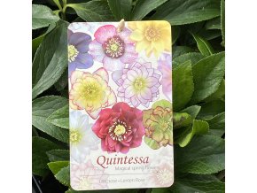 Helleborus hybr. 'Quintessa Honey' - čemeřice