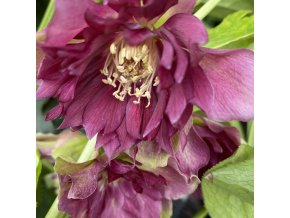 Helleborus hybr. 'Quintessa Ruby' - čemeřice