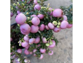 Pernettya mucronata 'Lila' - pernetie zašpičatělá