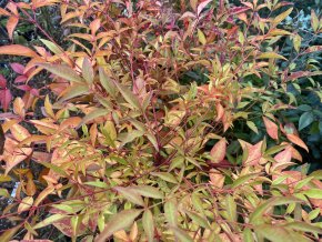 Nandina domestica- nandina