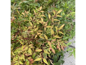 Nandina domestica- nandina