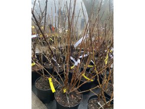 Ribes rubrum JUNIFER - rybíz červený