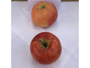 Malus domestica 'Lipno' - jabloň zimní