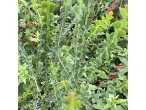 Acacia pravissima - Akácie