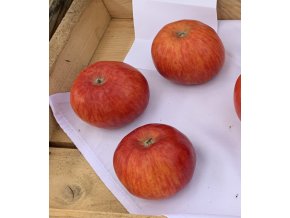 Malus domestica 'Red Topaz' - jabloň ZIMNÍ
