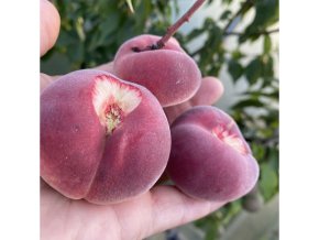 Prunus persica 'Saturn' - broskvoň